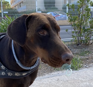 tête de chien dobermann portant une lolette
