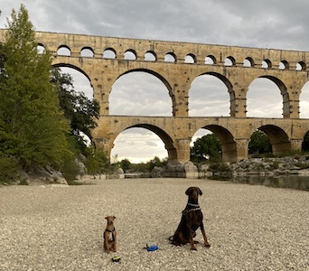 vue du Pont du Gard avec deux chiens assis dans le sable sur la plage au bord du Gardon